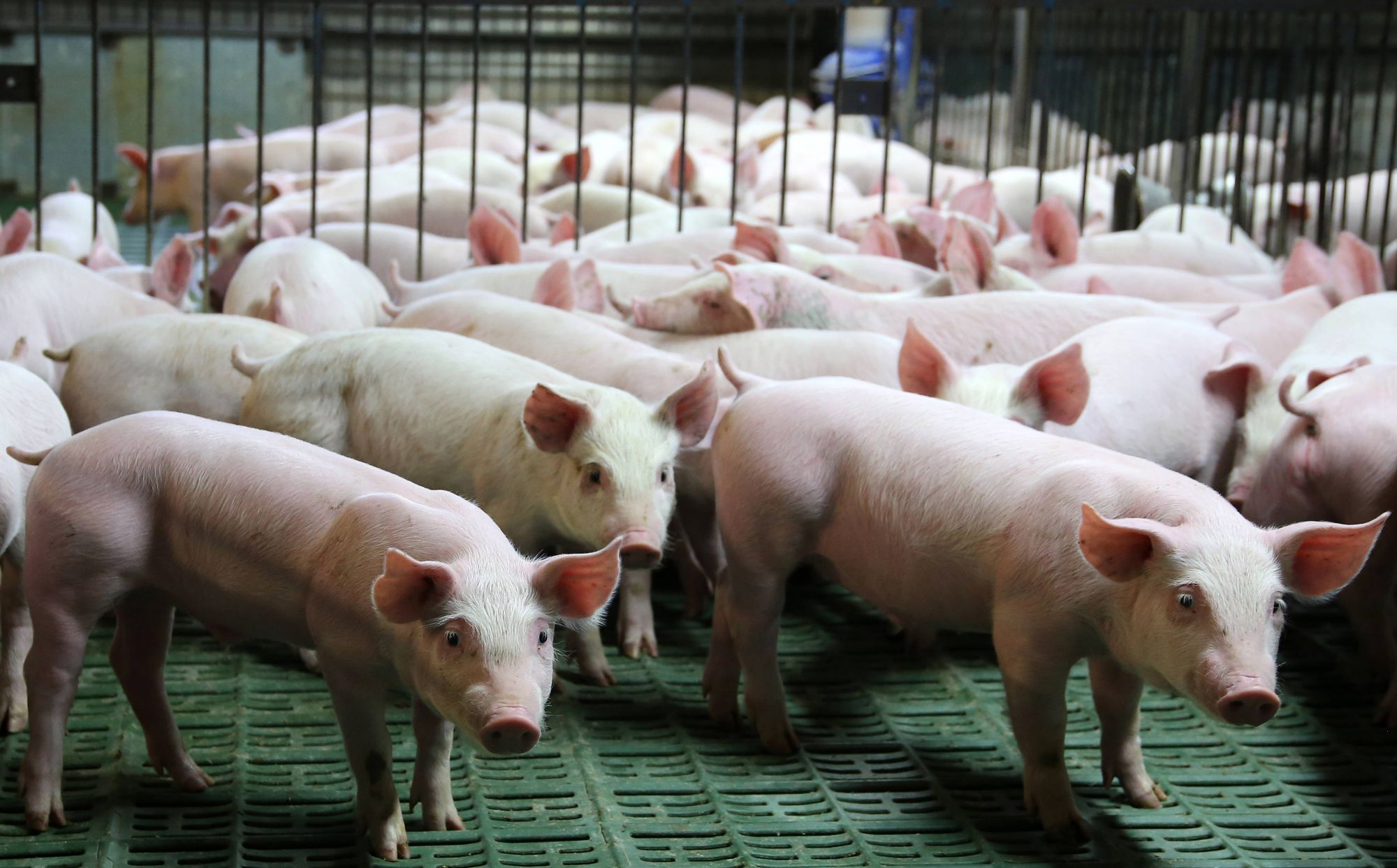 生猪行业现状分析